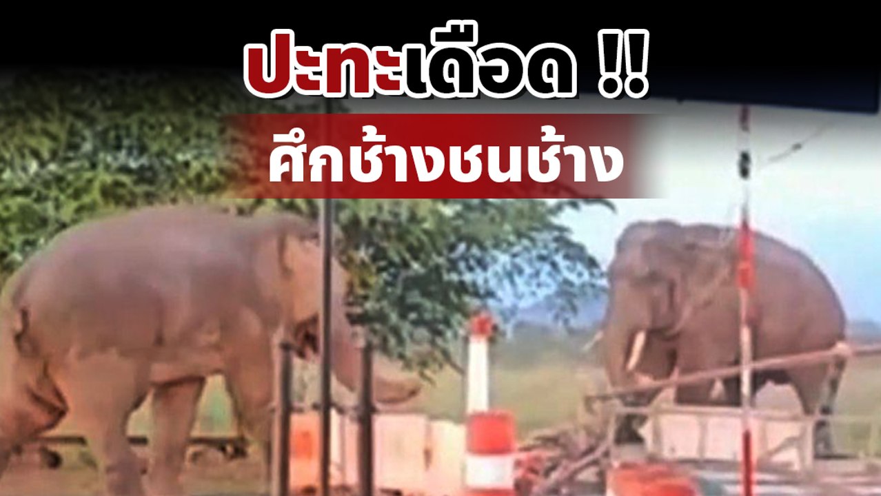 นาทีระทึก !! ช้างป่าตกมัน เปิดศึกริมถนน พังด่านตรวจ ทหาร-ปชช. หนีกระเจิง