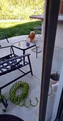 Corgi Prefers a Running Start Through Doggy Door