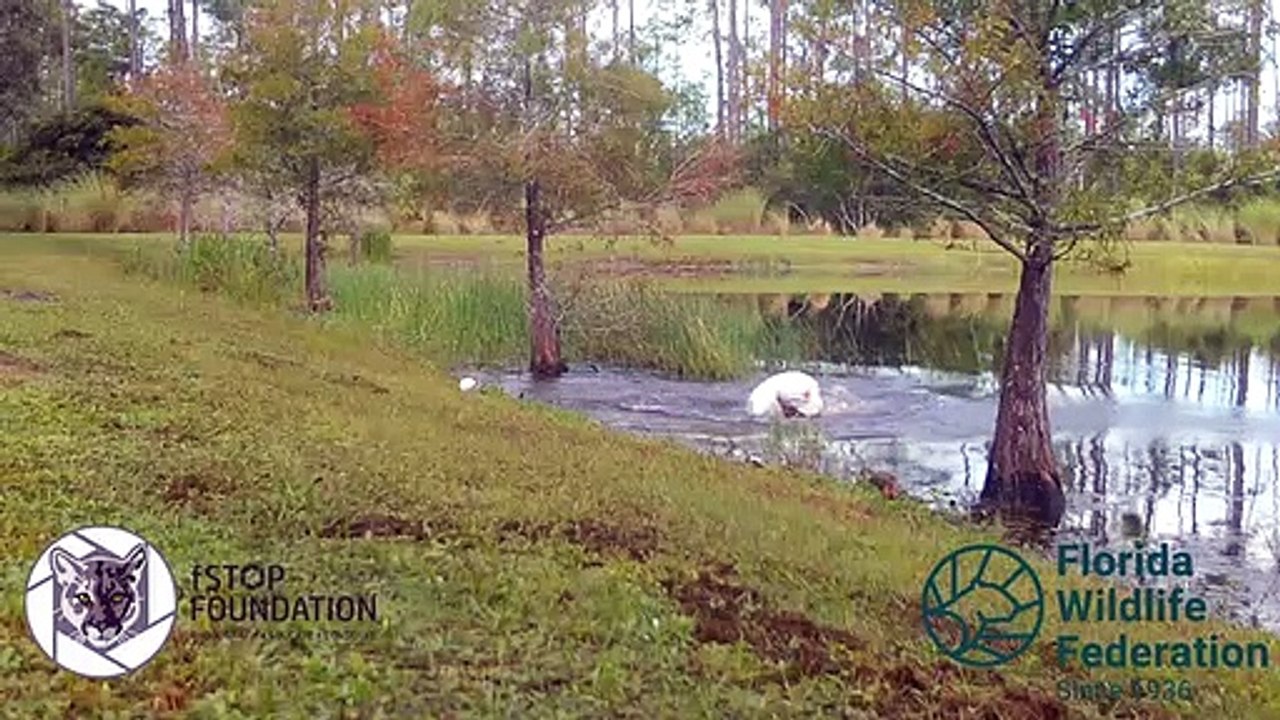 Un homme retire son chiot de la gueule d'un alligator