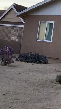 UFO Sighting in Joshua Tree, California on November 21, 2020