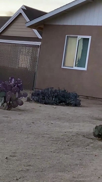 UFO Sighting in Joshua Tree, California on November 21, 2020