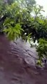 Random Dog Rescued From Raging Flood