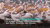 Rekaman Ribuan Burung Bangau Mahkota Merah 'Serbu' Israel