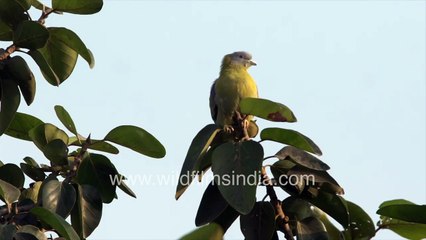 Hariyal or Yellow-footed Green Pigeon twins on Banyan tree top _ Spot the rest in camouflage