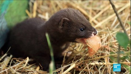 Un premier élevage de visons contaminé au Covid-19 en France