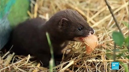 Coronavirus pandemic in France: Authorities cull minks after finding virus at farm