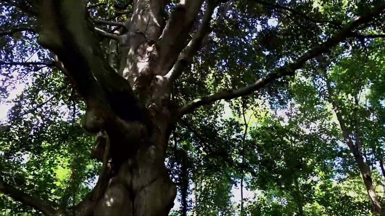 Des hommes et des plantes "Arbres et forêt" - épisode 17 - Vidéo Dailymotion