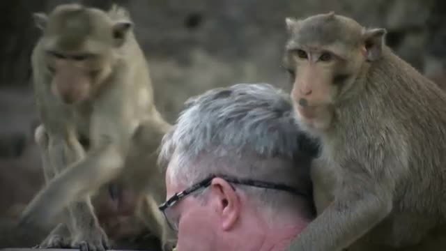 Concierto de piano para centenares de monos en Tailandia
