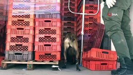 Şanlıurfa’da 600 bin lira değerinde uyuşturucu ele geçirildi