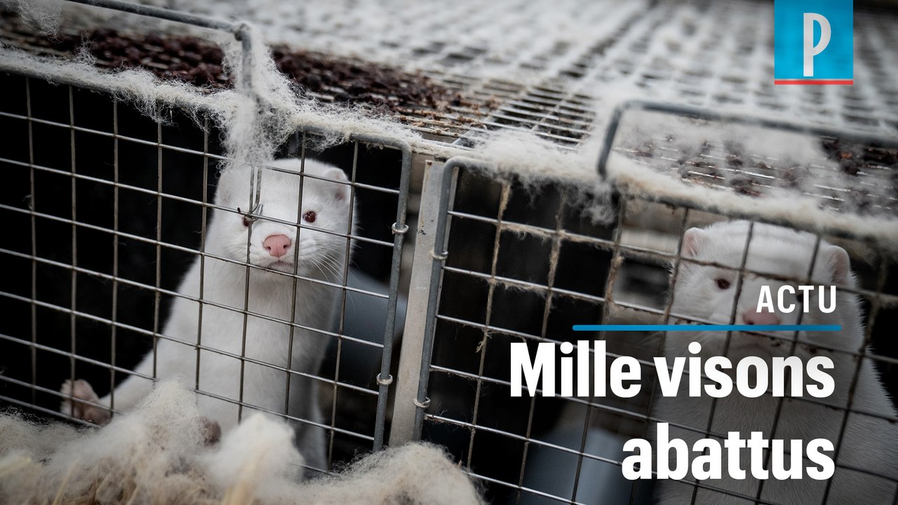 Covid-19 : un premier élevage de visons contaminé en France
