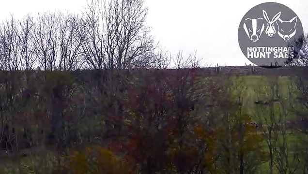 Shocking footage shows a terrified calf ‘running for its life’ and jumping over walls while being chased through a farmer's field in Hurdlow by a pack of crazed hunt hounds