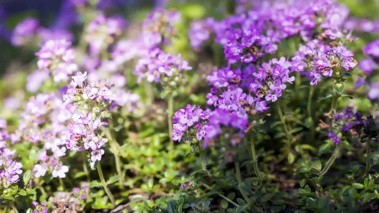 8 health benefits of Thyme