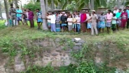 Operação de resgate salva elefante na Índia