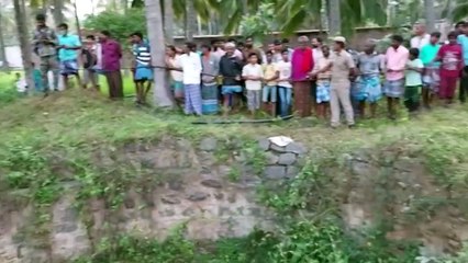 Operação de resgate salva elefante na Índia