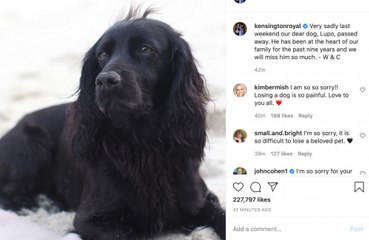 Kate e William in lutto, è morto Lupo