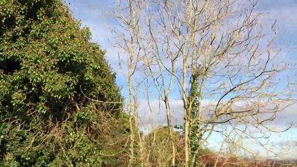 Carrigogunnell Castle Clarina County Limerick Ireland