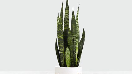 Plants to Liven Up Your Office Space