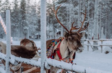 Reindeer Will Be Delivering Beer for a Colorado Brewery This Year