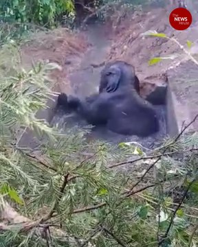 Elephant calf falls into water tank in Karnataka, rescued after 4 hours