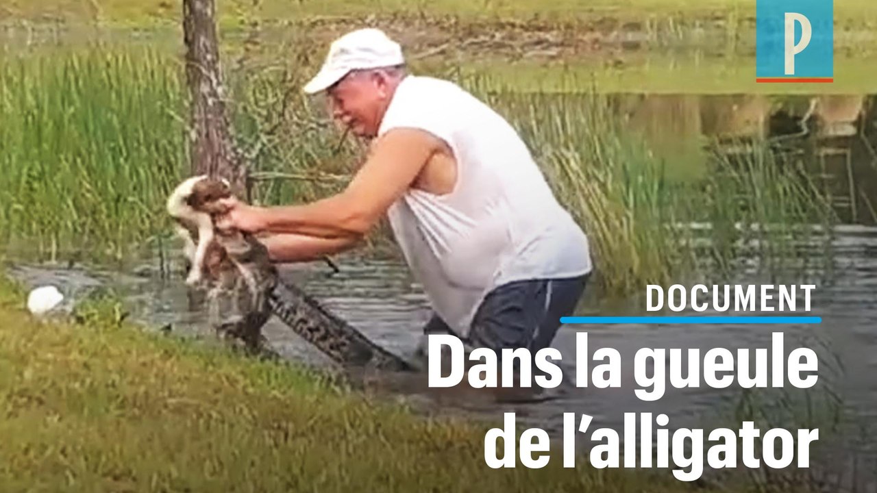 Un retraité sauve son chiot des mâchoires d'un alligator en Floride