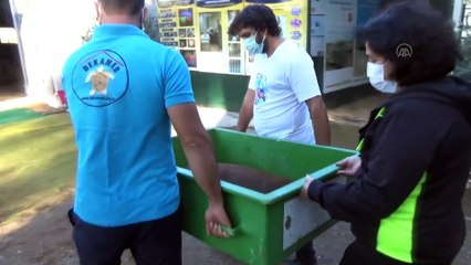 MUĞLA - Antalya'da yaralı halde bulunan caretta caretta tedavi ediliyor