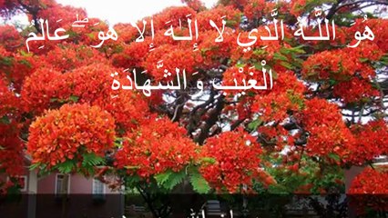 Trees-Names of Allah.  Hashr 59_18-24