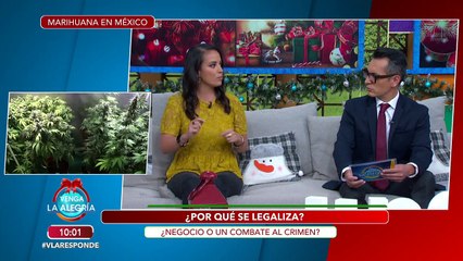 Legalización de la marihuana en opinión de expertos. Nos ayudan a resolver dudas. | Venga La Alegría