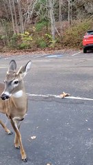 Escorting Deer Back Across the Bridge
