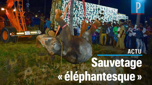Inde : un éléphant tombé dans un puits de 20 m sauvé à l’aide d’une grue