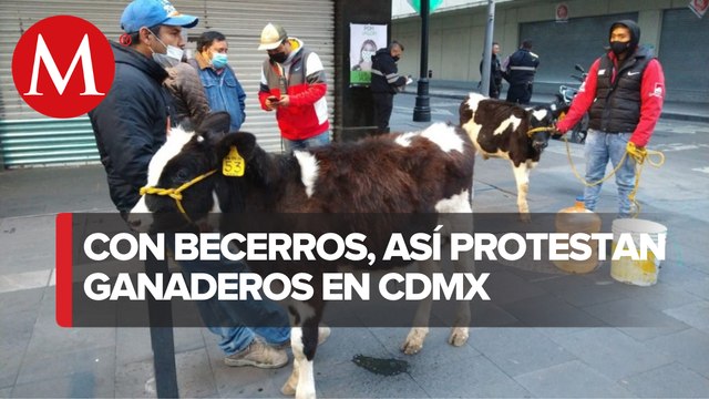 Protestan ganaderos en Zócalo de CdMx por alza de alimentos de engorda para ganado