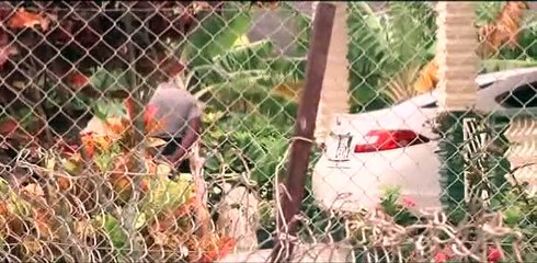 Twin Brother Of Tobago Mourns