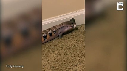 Ce gros lézard a trouvé son nouveau jouet préféré