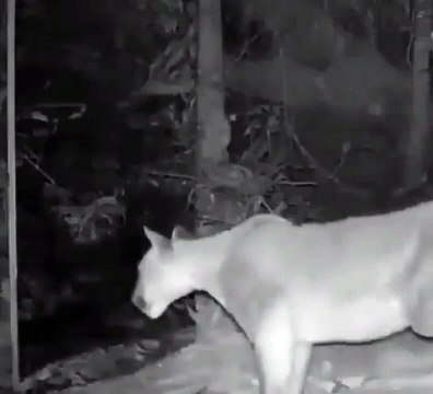 Des animaux sauvages se voient dans un miroir pour la première fois