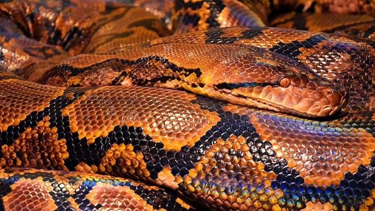 Will Snake Eat Dog?