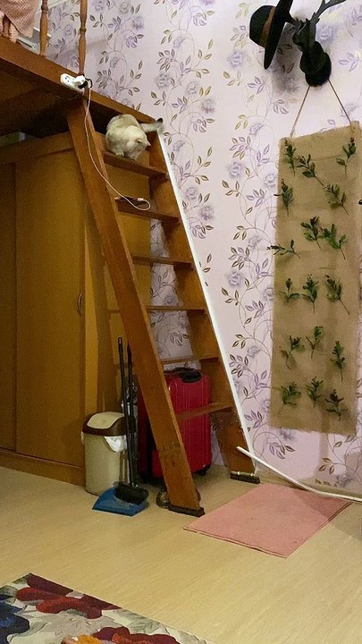 Cat Not-So-Gracefully Descends Stairs