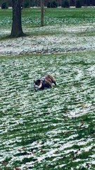 Chloe Loves Rolling Down Snowy Hill