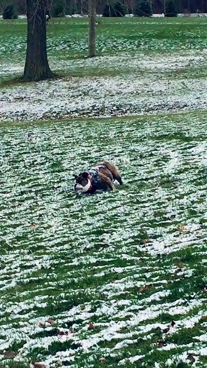 Chloe Loves Rolling Down Snowy Hill