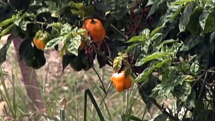 A Rise in Food Import Bill Expected