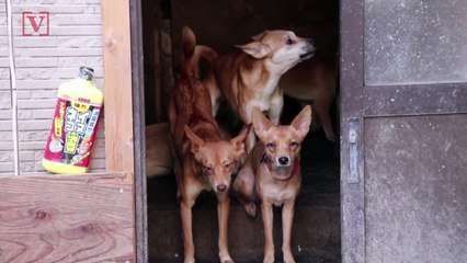 Shocking Video Shows More Than 160 Dogs Rescued From Tiny Hoarding House in Japan