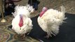 LIVE - Turkeys to be pardoned by Trump are introduced