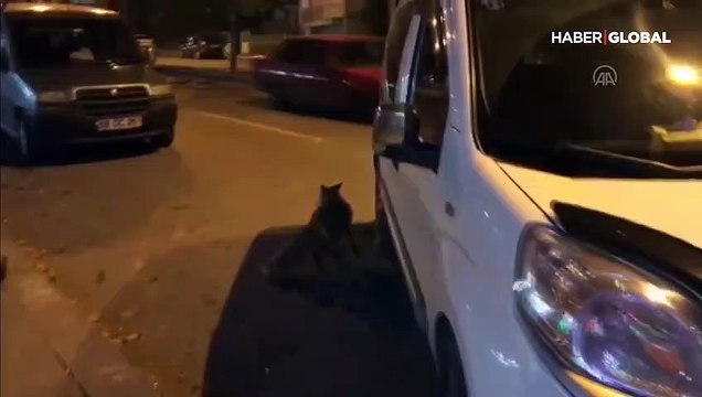 Şehre inen tilkiyi Sivas köftesiyle besledi