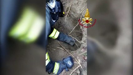 Sabaudia (LT) - Salvati due cagnolini dispersi (23.11.20)