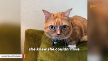 Big-eyed dwarf cat finds forever home