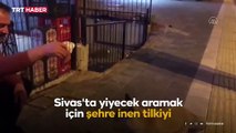 Yiyecek aramak için şehre inen tilkiyi eliyle besledi