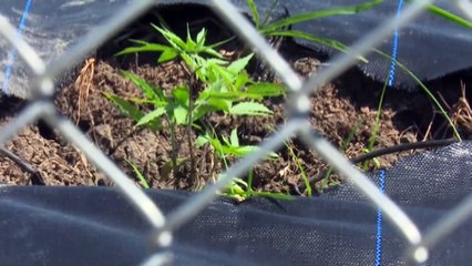 Deosaran: 30 Grams Not Enough