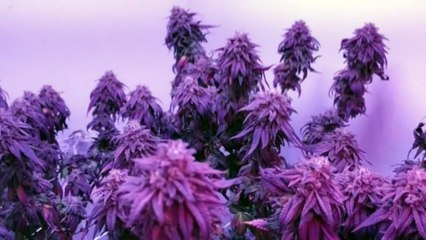 SMALL AMOUNTS OF WEED TO BE LEGAL ON DEC 23RD 19TH DEC 2019