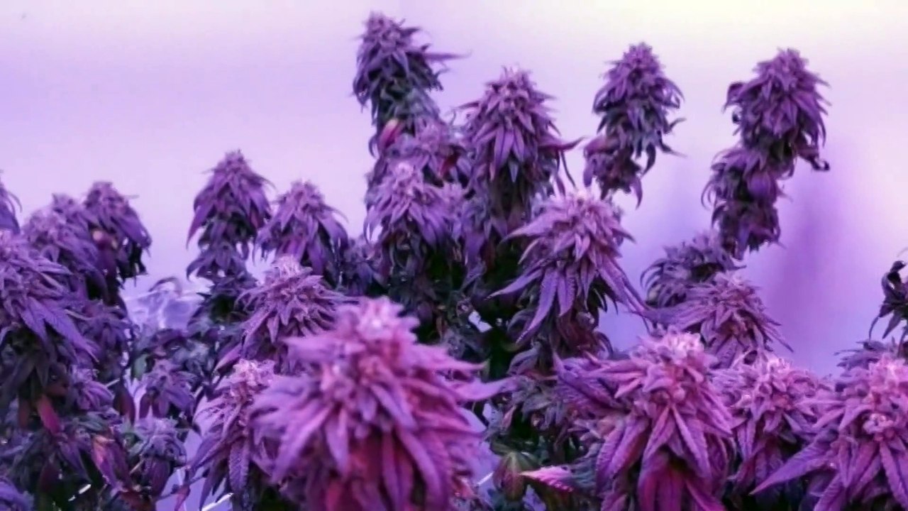 SMALL AMOUNTS OF WEED TO BE LEGAL ON DEC 23RD 1...