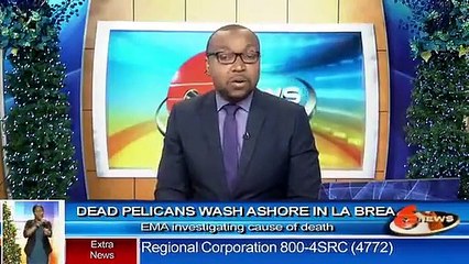 Dead pelicans wash ashore in La Brea