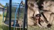 Baboons Caught 'Monkeying' Around In Family's Backyard