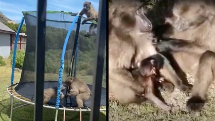 Baboons Caught 'Monkeying' Around In Family's Backyard